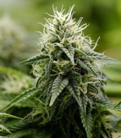 Сорт Allkush fem (Paradise Seeds)