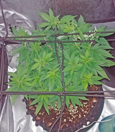 Сорт Bubble Gum fem (00 Seeds)