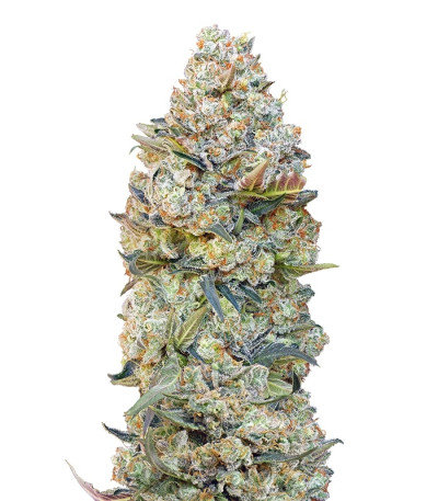 Сорт Chocolate Skunk fem (00 Seeds)