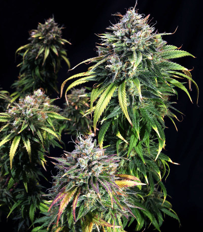 Сорт HulkBerry fem (Royal Queen Seeds)