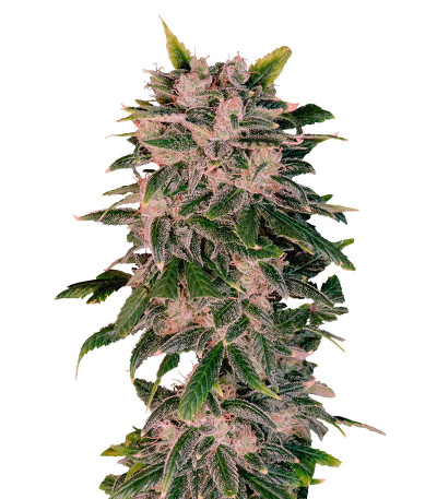 Сорт Sweet Zenzation XL Auto fem (Sweet Seeds)