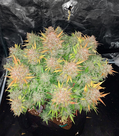 Сорт Bruce Banner Auto fem