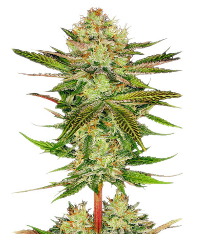 Сорт Chocolate Wafflez fem (Paradise Seeds)