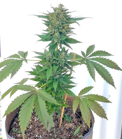 Сорт Lithium OG Kush fem (Nirvana Seeds)