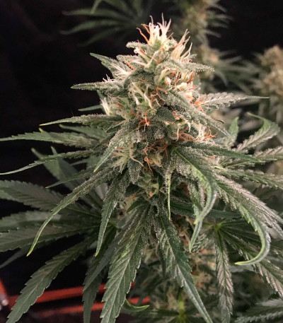 Сорт Strawberry Amnesia fem (Herbies Seeds)