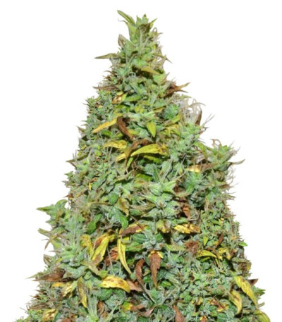 Сорт Auto New York City fem (Pyramid Seeds)