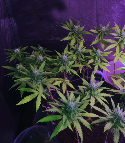 Сорт Unknown Kush fem (Delicious Seeds)