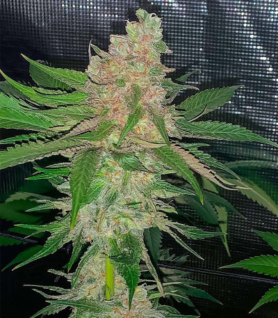 Сорт Nori Cake fem (Green House Seeds)