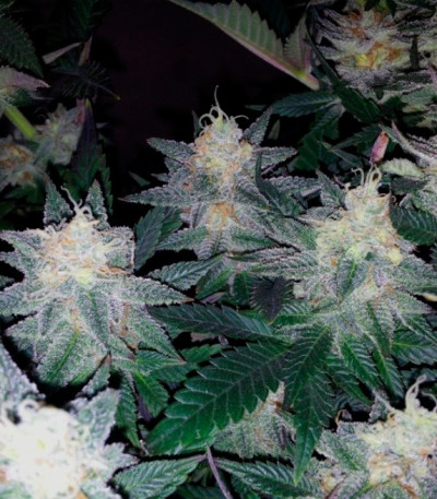 Сорт Caramelo fem (Delicious Seeds)