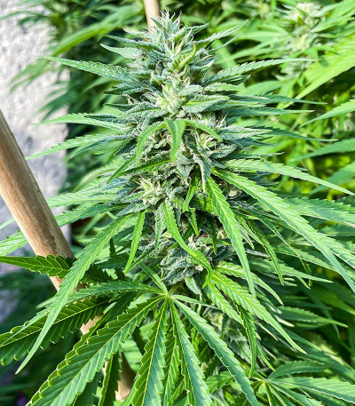 Сорт Kali Banner fem (AlphaFem Seeds)