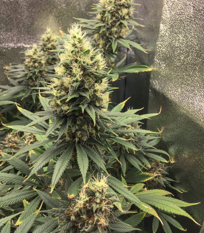 Сорт White Widow fem (Dutch Passion)