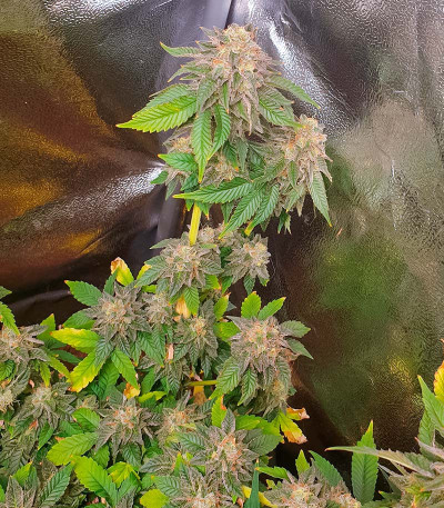 Сорт Pulp Friction fem (Green House Seeds)