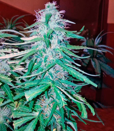 Сорт Auto Acid fem (Paradise Seeds)