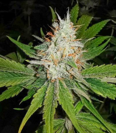 Сорт Bubba Slush fem (Green House Seeds)