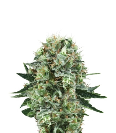 Сорт Bubble Kush fem (Royal Queen Seeds)