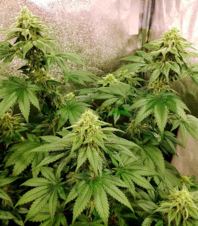 Сорт Zkittlez fem (Original Sensible Seeds)