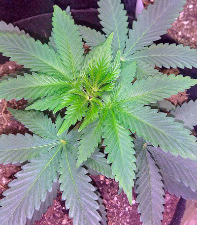 Сорт Amnesia fem (World of Seeds)