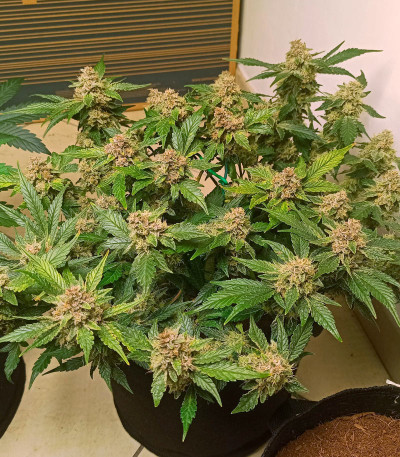 Сорт Purple Punch Auto fem (FastBuds)