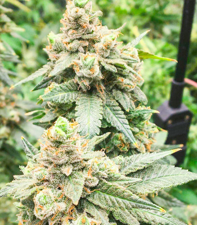 Сорт Wedding Cake fem (Barney's Farm)