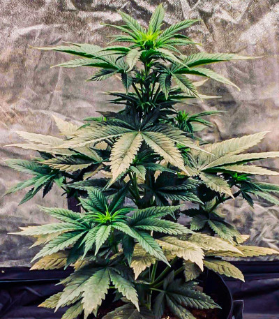 Сорт Wedding Cheesecake FF fem (FastBuds)