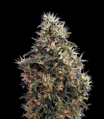 Сорт Sweet Mango Auto fem (Green House Seeds)