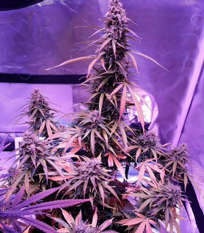 Сорт Auto Northern Light fem (Victory Seeds)