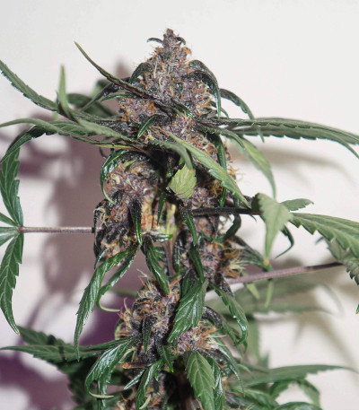 Сорт Auto Purple fem (Pyramid Seeds)