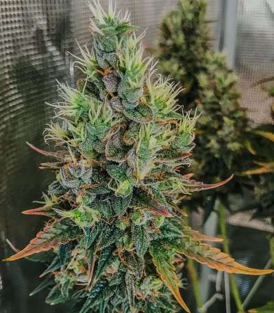 Сорт Auto Lemon Kix (Dutch Passion)