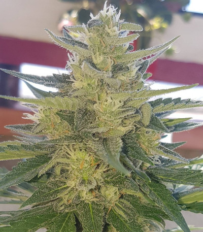 Сорт Impala 64 Haze Auto fem (Sumo Seeds)