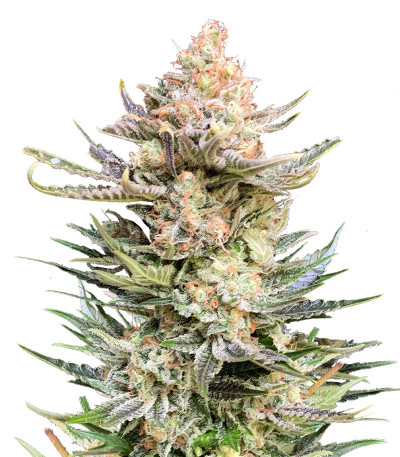 Сорт Moby Delicious fem (Delicious Seeds)