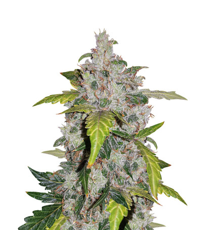 Сорт Auto White Widow fem (Pyramid Seeds)