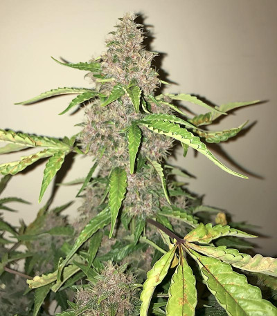 Сорт Crystal METH auto fem (FastBuds)