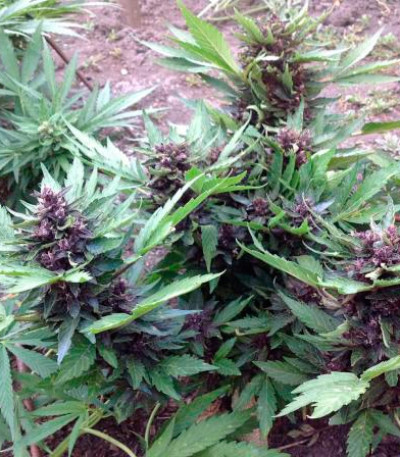 Сорт Auto Dark Purple fem (Delicious Seeds)