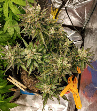 Сорт Auto Night Queen fem (Dutch Passion)