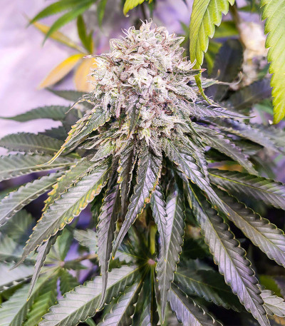 Сорт Lemon OG fem (AlphaFem Seeds)