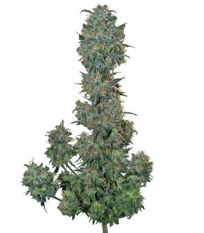 Сорт Sweet Special F1 Fast version Fast Version fem (Sweet Seeds)