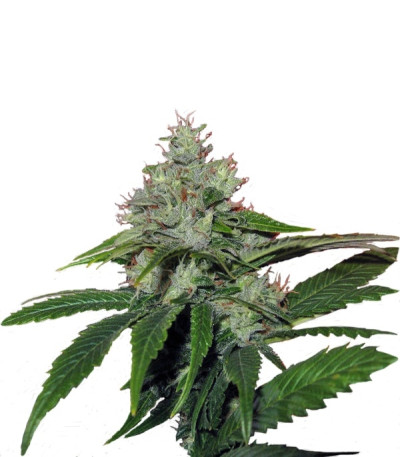 Сорт TrainWreck fem (Green House Seeds)