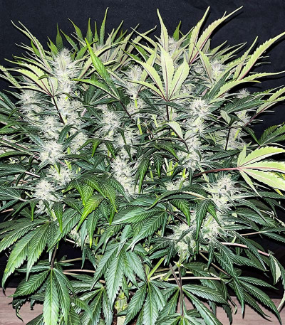 Сорт Banana Purple Punch Auto fem (FastBuds)