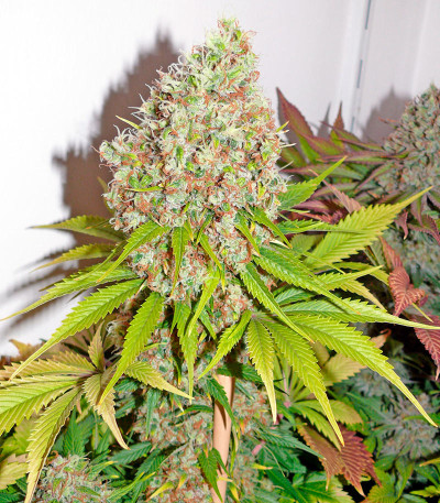 Сорт Ice fem (Nirvana Seeds)