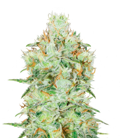 Сорт Jägg Kush fem (Delicious Seeds)