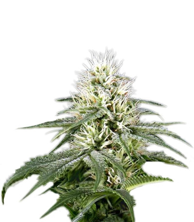 Сорт White Rhino fem (Green House Seeds)