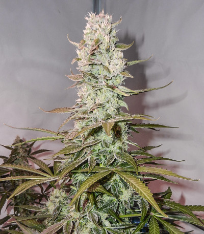 Сорт Royal Gorilla Automatic fem (Royal Queen Seeds)