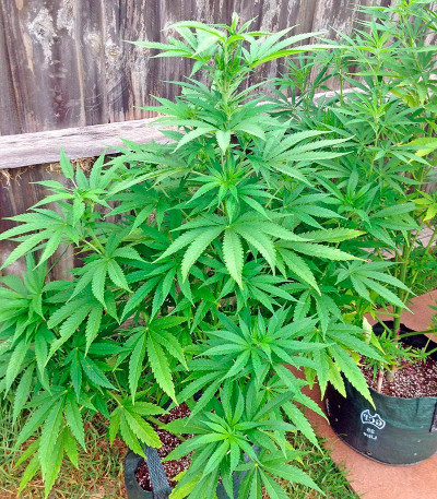 Сорт White Widow fem (Nirvana Seeds)