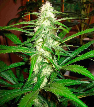 Сорт Sugar Black Rose fem (Delicious Seeds)