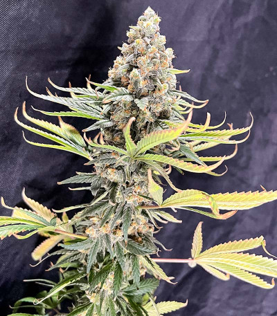 Сорт Runtz fem (Barney's Farm)