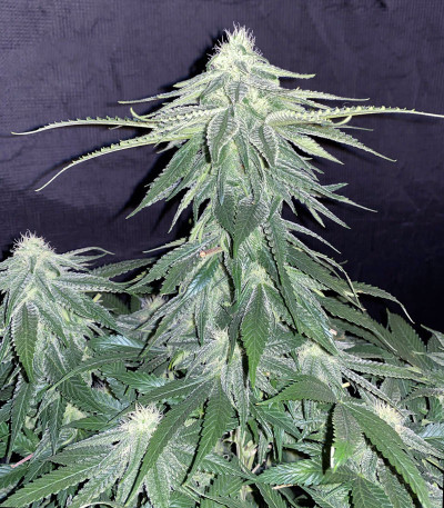 Сорт Zkittzy Gorilla fem (Original Sensible Seeds)