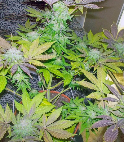 Сорт White Widow fem (Pyramid Seeds)