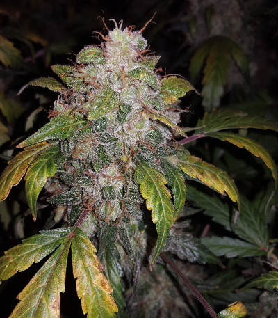 Сорт Auto White Widow fem (Pyramid Seeds)