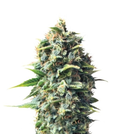 Сорт Pineapple Kush fem (Royal Queen Seeds)