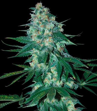 Сорт El Alquimista fem (Samsara Seeds)